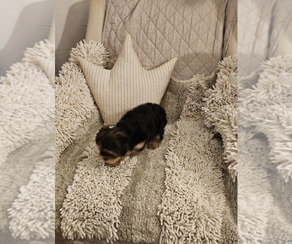 Medium Photo #4 Yorkshire Terrier Puppy For Sale in SALEM, OR, USA
