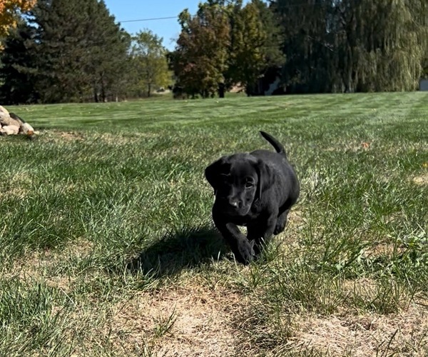 Medium Photo #7 Labrador Retriever Puppy For Sale in FREDERICKSBG, OH, USA