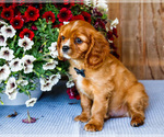 Small Photo #9 Cavalier King Charles Spaniel Puppy For Sale in WAKARUSA, IN, USA