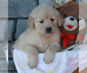 Golden Retriever Puppy for sale in FREDERICKSBURG, OH, USA