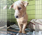 Small Photo #2 Mutt Puppy For Sale in Washington, DC, USA