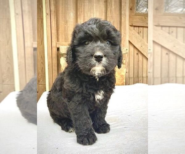 Medium Photo #1 Bernese Mountain Dog-Labradoodle Mix Puppy For Sale in WEST GROVE, PA, USA