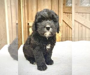 Bernese Mountain Dog-Labradoodle Mix Puppy for sale in WEST GROVE, PA, USA