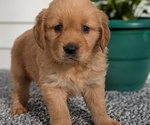 Puppy 2 Golden Retriever