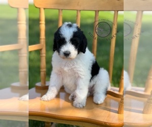 Goldendoodle Puppy for sale in MARYVILLE, MO, USA