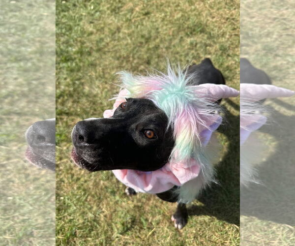 Medium Photo #23 American Pit Bull Terrier-Unknown Mix Puppy For Sale in Germantown, OH, USA