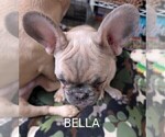 Small Photo #7 French Bulldog Puppy For Sale in MCKINLEYVILLE, CA, USA