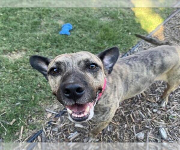 Medium Photo #2 Dutch Shepherd -Unknown Mix Puppy For Sale in Plano, TX, USA