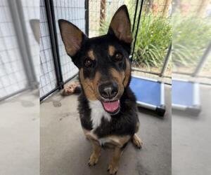 Medium Australian Kelpie