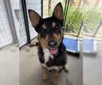 Small Australian Kelpie
