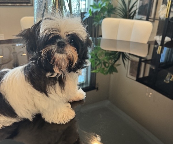 Medium Photo #6 Shih Tzu Puppy For Sale in MERRITT ISLAND, FL, USA