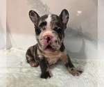Puppy 4 French Bulldog