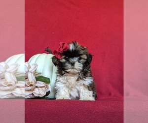 Shih Tzu Puppy for sale in HOLTWOOD, PA, USA