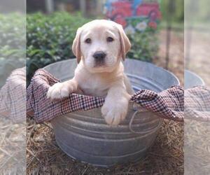 Labrador Retriever Puppy for Sale in BURNSVILLE, North Carolina USA