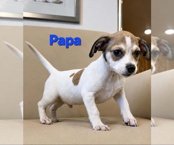 Medium Photo #1 Jack Chi Puppy For Sale in Pompano Beach , FL, USA