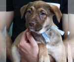 Small #6 Australian Shepherd Mix