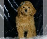 Small Photo #75 Poodle (Toy) Puppy For Sale in WARSAW, IN, USA
