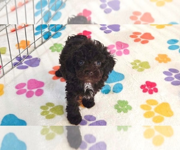 Medium Photo #5 Cockapoo (Toy)-Poodle (Toy) Mix Puppy For Sale in ORO VALLEY, AZ, USA