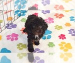 Dexter - Male Cockapoo (Toy)-Poodle (Toy) Mix Puppy for Sale - Photo #5