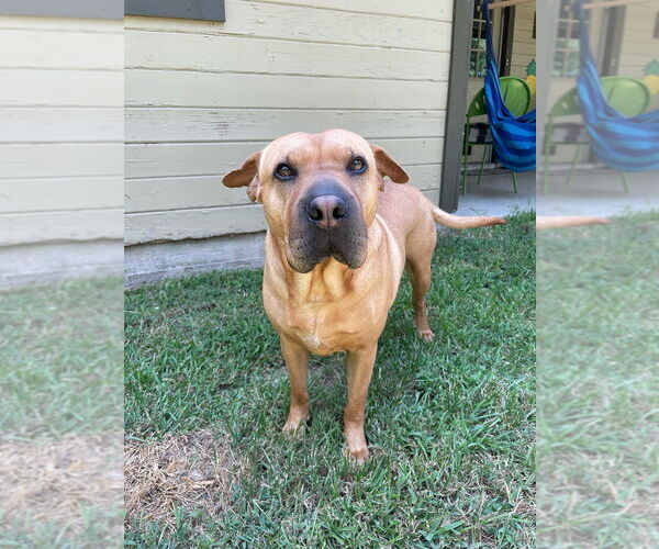 Medium Photo #4 American Pit Bull Terrier-Unknown Mix Puppy For Sale in Brewster, NY, USA