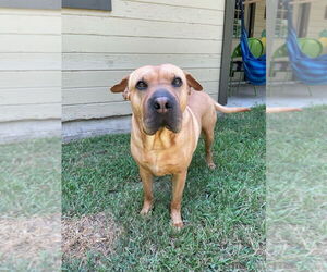Lucy 2 - Female American Pit Bull Terrier-Unknown Mix Dog for Adoption - Photo #4