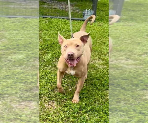 Medium Photo #2 American Staffordshire Terrier-Staffordshire Bull Terrier Mix Puppy For Sale in Brewster, NY, USA