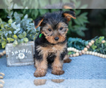 Small #1 Yorkshire Terrier