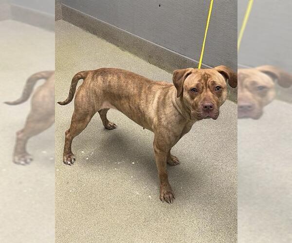 Medium Photo #1 Mutt Puppy For Sale in Las Vegas, NV, USA