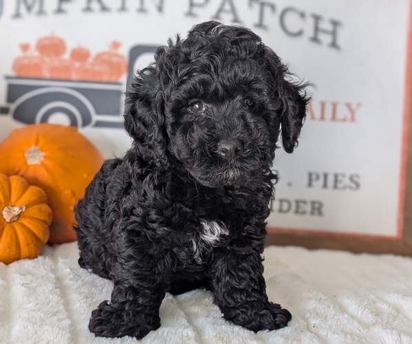 Medium Photo #19 Poodle (Miniature) Puppy For Sale in GOSHEN, IN, USA