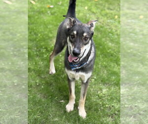 Berry - Male Anatolian Shepherd-Siberian Husky Mix Dog for Adoption - Photo #4