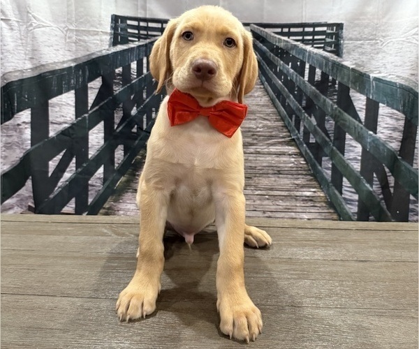 Medium Photo #21 Labrador Retriever Puppy For Sale in ALAFAYA, FL, USA