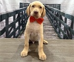 Small Photo #21 Labrador Retriever Puppy For Sale in ALAFAYA, FL, USA