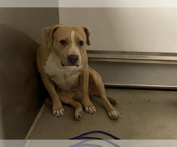 Medium Photo #1 American Pit Bull Terrier-Unknown Mix Puppy For Sale in Modesto, CA, USA