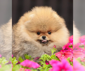 Pomeranian Puppy for Sale in ROANOKE, Virginia USA
