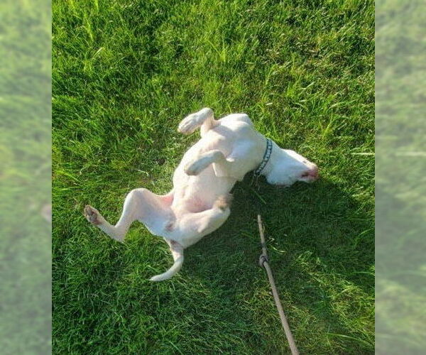 Medium Photo #12 Mutt Puppy For Sale in Philadelphia, PA, USA