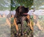Small Photo #4 Mastiff Puppy For Sale in FORT WAYNE, IN, USA