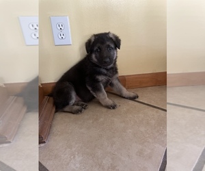 German Shepherd Dog Puppy for sale in CORINTH, KY, USA