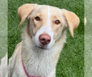Borador Dogs for adoption in San Diego, CA, USA