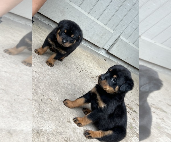 Medium Photo #1 Rottweiler Puppy For Sale in DALLAS, TX, USA
