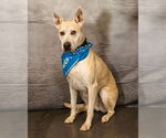 Small #2 American Pit Bull Terrier-German Shepherd Dog Mix