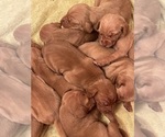 Small #8 Vizsla