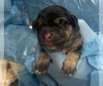 Small Rottweiler Mix