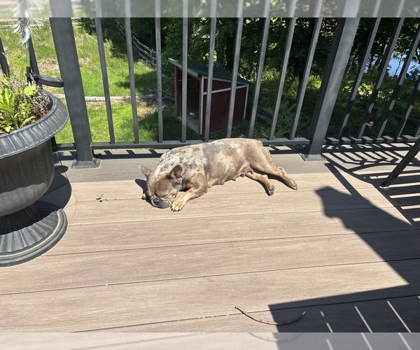 Medium Photo #4 French Bulldog Puppy For Sale in NEWTON, NJ, USA
