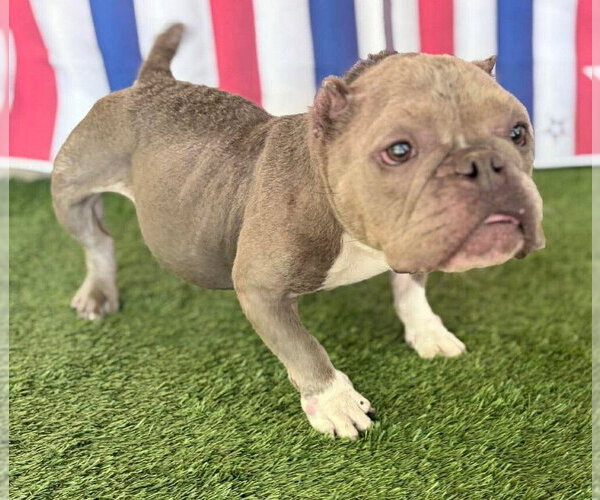 Medium Photo #4 French Bulldog Puppy For Sale in New York, NY, USA