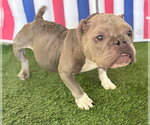 Small #3 French Bulldog