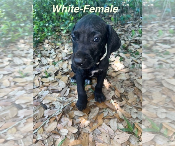 Medium Photo #16 Great Dane Puppy For Sale in FORT DENAUD, FL, USA