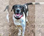 Small #13 Labrador Retriever Mix