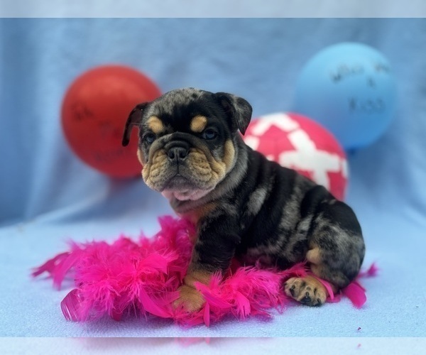 Medium Photo #4 English Bulldog Puppy For Sale in DENVER, PA, USA