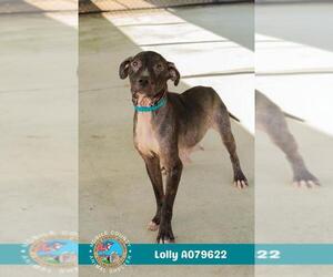 Bulldog-Unknown Mix Dogs for adoption in Mobile, AL, USA