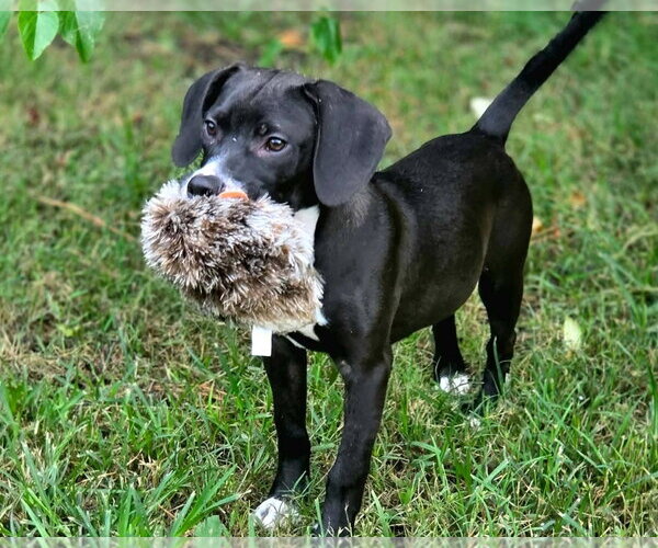 Medium Photo #5 Beagle-Unknown Mix Puppy For Sale in Anniston, AL, USA